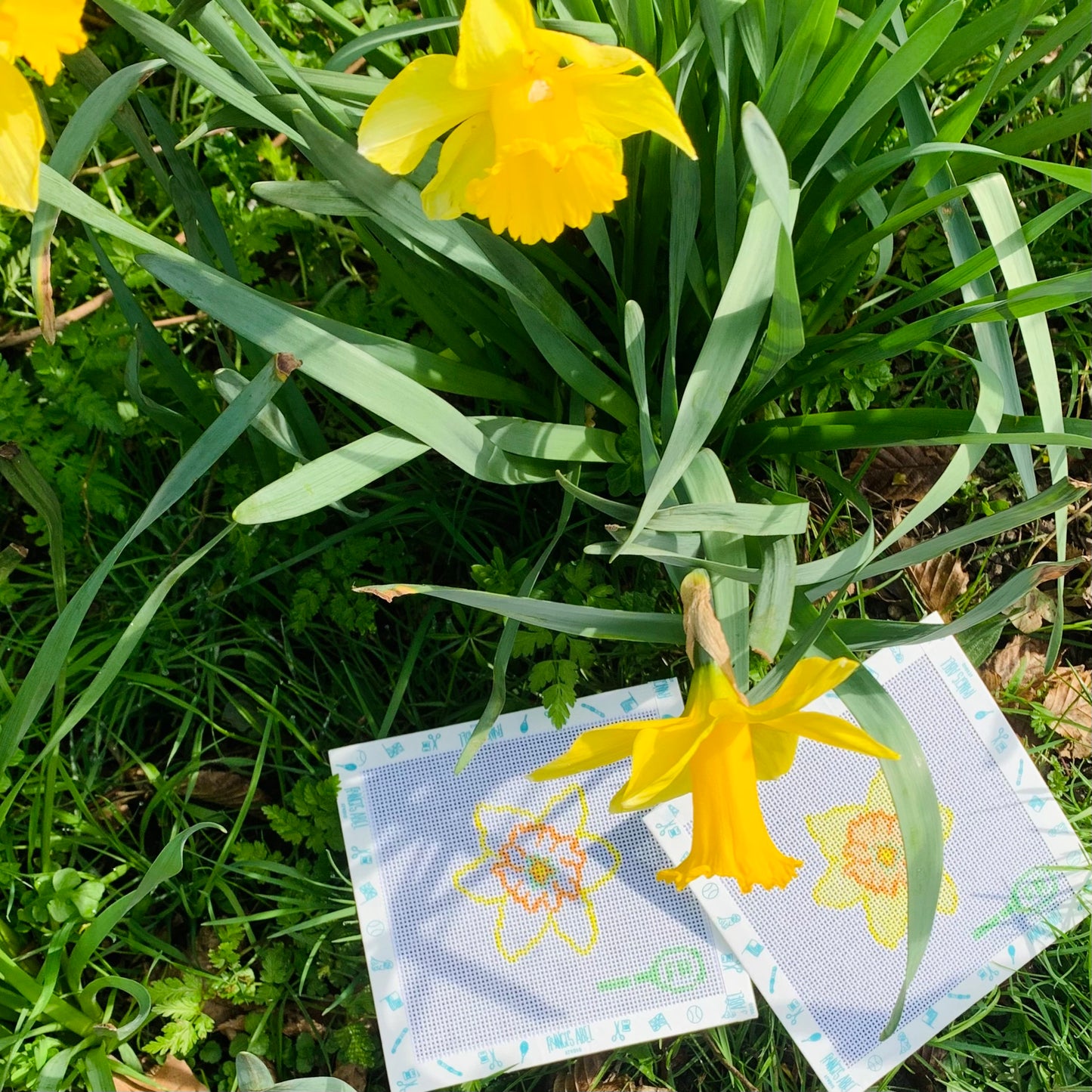 First Day of Spring Daffodil CHART